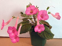 Sinningia 'Ozark Raspberry Halo' Sinningia 'Ozark Raspberry Halo'